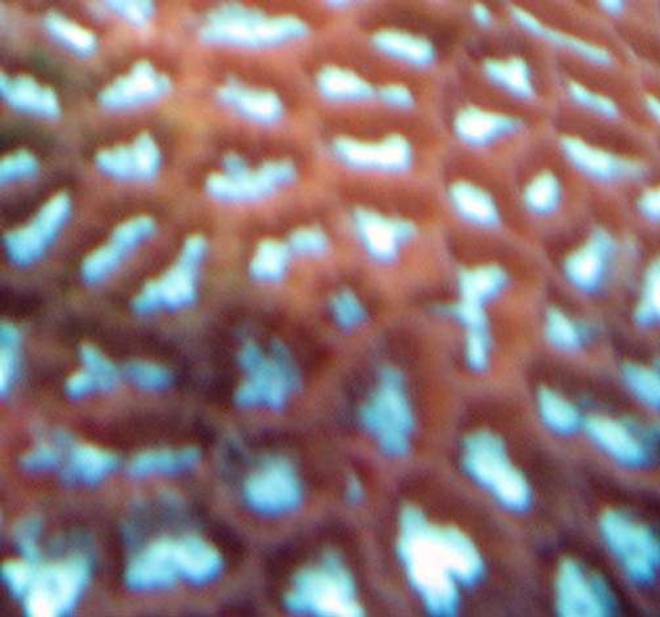 corals inverts - favites sp. - brain coral stocking in 110 gallons tank - Javia Brain