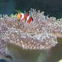 corals inverts - sarcophyton sp. - toadstool mushroom leather coral stocking in 110 gallons tank - Clown in it's umbrella