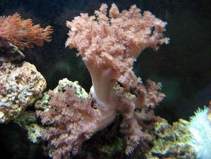corals inverts - cladiella sp. - cauliflower colt coral stocking in 110 gallons tank - Colt coral, pulsing xenia and anemone