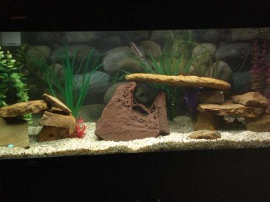 Rated #195: 75 Gallons Freshwater Fish Tank - My community tank
