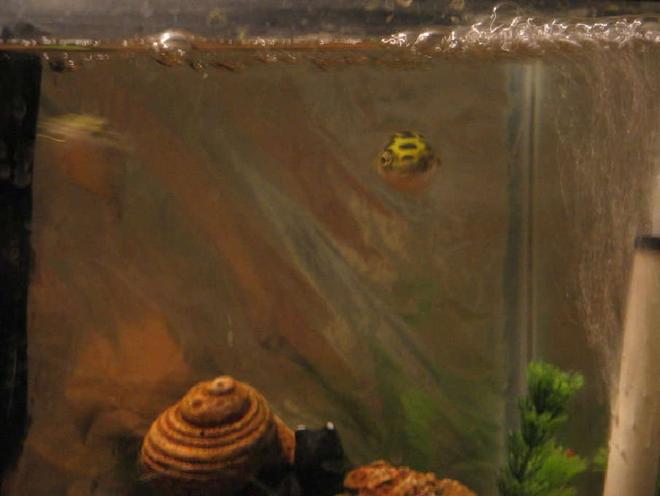 freshwater fish - tetraodon nigroviridis - green spotted puffer stocking in 55 gallons tank - GREEN SPOTTED PUFFER (AKA THE G.S.K. ---  the Green Spotted Killers)

shredded the other fish to death..after WalMart employees said these fish were suitable in a community enviroment...They do not play well with others