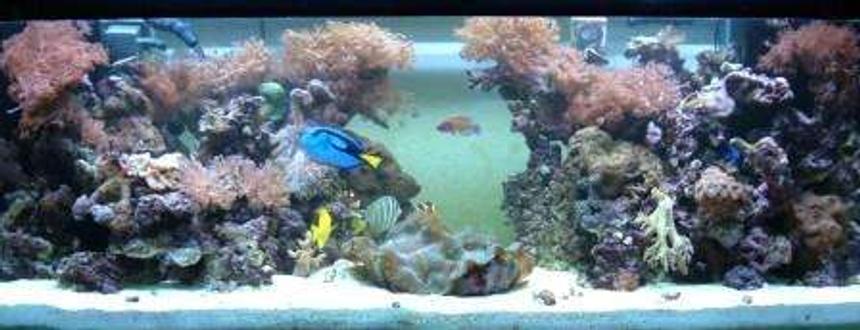 Rated #79: 180 Gallons Reef Tank - midday