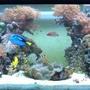 180 gallons reef tank (mostly live coral and fish) - midday