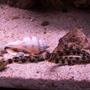 saltwater fish - echidna nebulosa - snowflake eel stocking in 55 gallons tank - 20 gallon saltwater