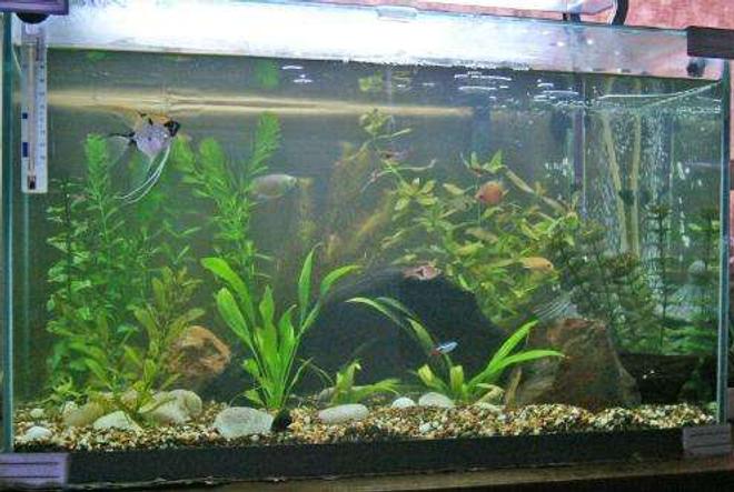 15 gallons freshwater fish tank (mostly fish and non-living decorations) - My 15 Gallon Tank!