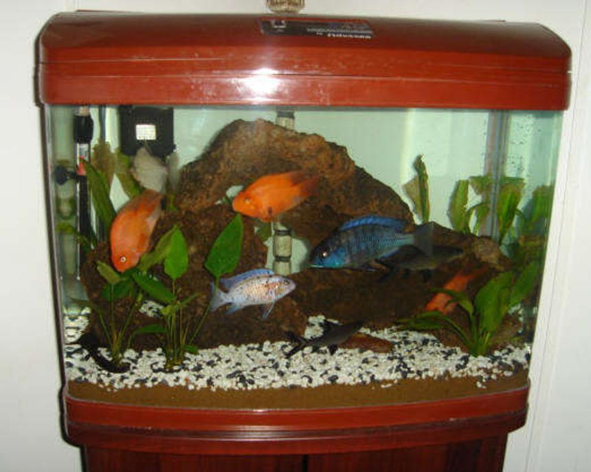Rated #400: 45 Gallons Freshwater Fish Tank - My 45 gallon bow front freshwater tank.