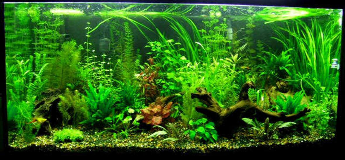 90 gallons planted tank (mostly live plants and fish) - 90 gallon planted.