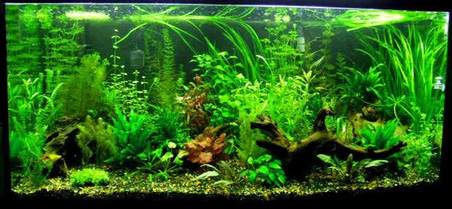90 gallons planted tank (mostly live plants and fish) - 90 gallon planted.