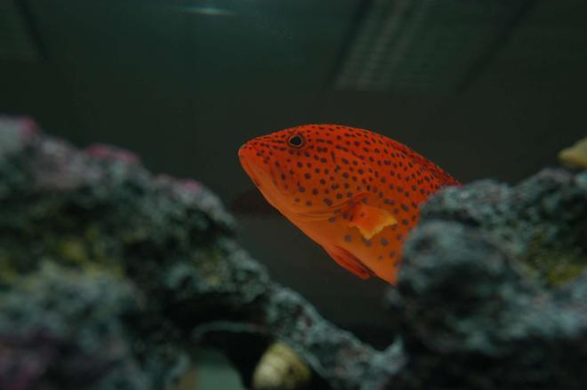 saltwater fish - cephalopholis miniatus - miniatus grouper stocking in 75 gallons tank - Adult strawberry grouper.