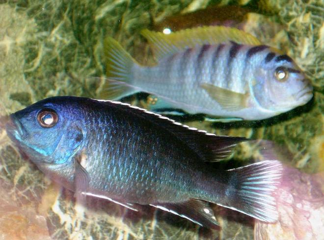 freshwater fish - labidochromis sp. - hongi stocking in 100 gallons tank - Here is a Pseudotropheus acei "Ngara" and a Labridochromis Hongi.  My Hongi is the Sith Lord of this realm.