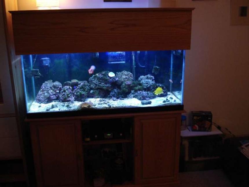 Rated #25: 75 Gallons Saltwater Fish Tank - 75 gal Reef tank