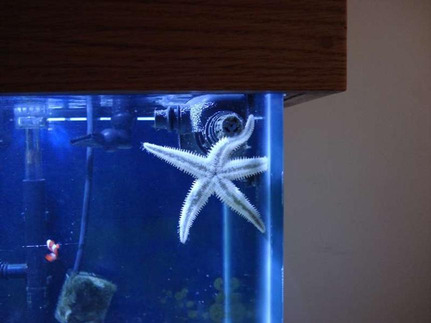 Rated #34: Corals Inverts - Astropecten Polycanthus - Sand Sifting Sea Star Stocking In 75 Gallons Tank - My Sand sifting sea star