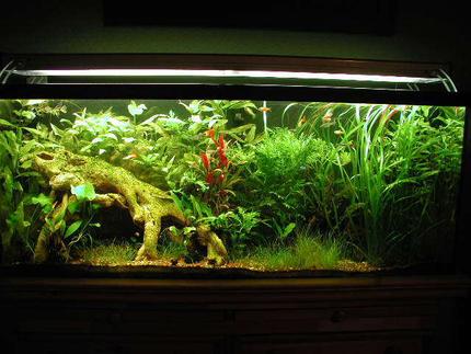 55 gallons planted tank (mostly live plants and fish) - Updated 2 month picture, to me this tanks just gets nicer an nicer.  Lots of pruning!