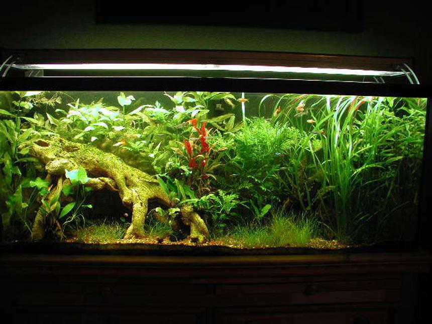 Rated #7: 55 Gallons Planted Tank - Updated 2 month picture, to me this tanks just gets nicer an nicer.  Lots of pruning!