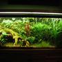 55 gallons planted tank (mostly live plants and fish) - Updated 2 month picture, to me this tanks just gets nicer an nicer. Lots of pruning!