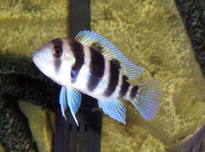 freshwater fish - cyphotilapia frontosa - frontosa cichlid stocking in 55 gallons tank - Young Frontosa with some nice blue in his fins.