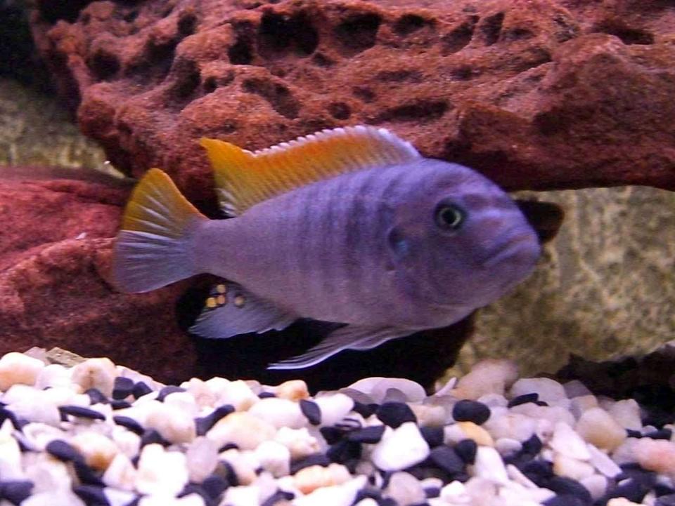 freshwater fish - maylandia greshakei - red top cobalt zebra stocking in 55 gallons tank - Red Top Zebra. Check out those egg spots!!!!