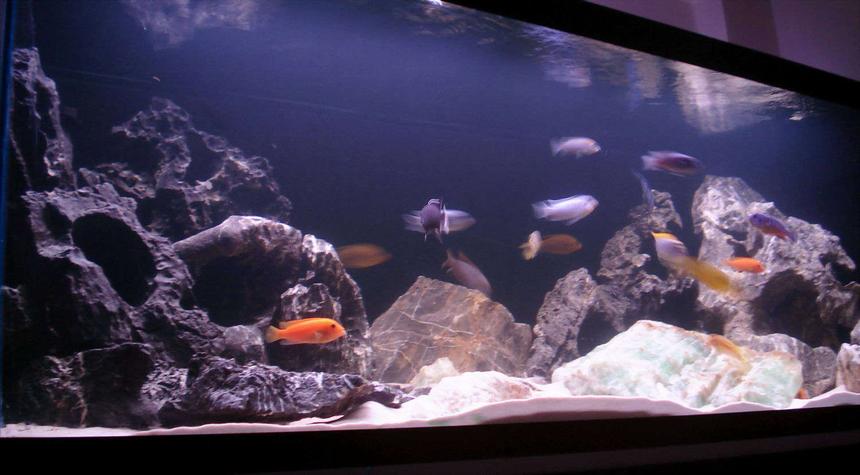 Rated #36: 100 Gallons Freshwater Fish Tank - Another view of my Mnuba tank.