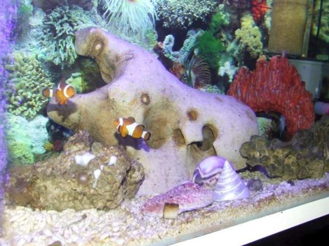 15 gallons saltwater fish tank (mostly fish, little/no live coral) - Marine 1