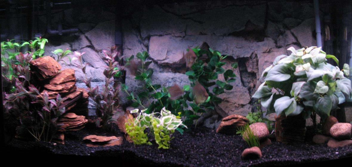 90 gallons freshwater fish tank (mostly fish and non-living decorations) - 90 Gallon Freshwater Emperor 400 and Rena XP3 250 and 150 watt heaters Rena air pump