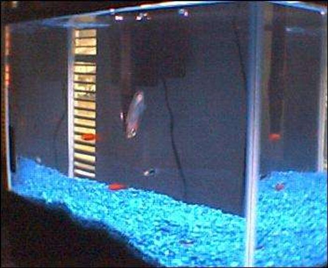 10 gallons freshwater fish tank (mostly fish and non-living decorations) - Here is my new tank. It is 10 gallons, let me know any suggestions you have for it, as it is brand new and I am still pretty new at this.