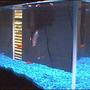 10 gallons freshwater fish tank (mostly fish and non-living decorations) - Here is my new tank. It is 10 gallons, let me know any suggestions you have for it, as it is brand new and I am still pretty new at this.