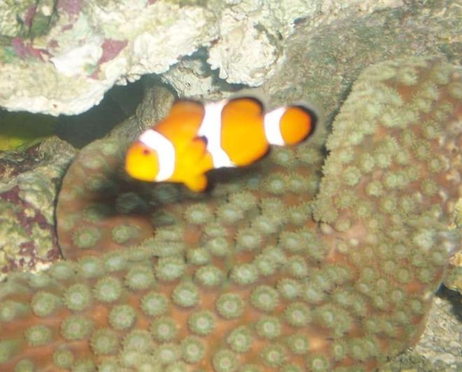 saltwater fish - amphiprion ocellaris - ocellaris clownfish stocking in 75 gallons tank - my clown swimming in front of my pogoda coral