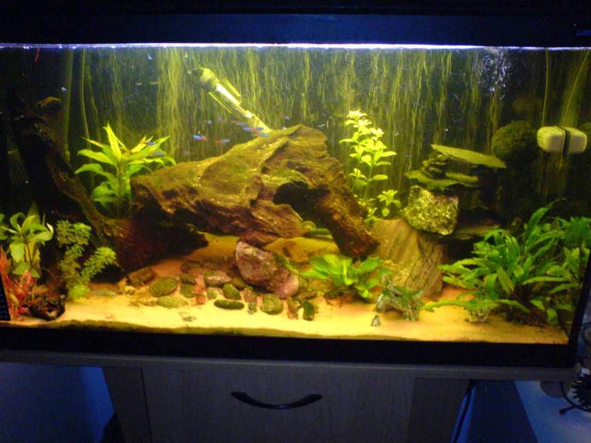 Rated #127: 30 Gallons Planted Tank - Fluval duo 800 with Fluval 105 external filter and Fluval heater