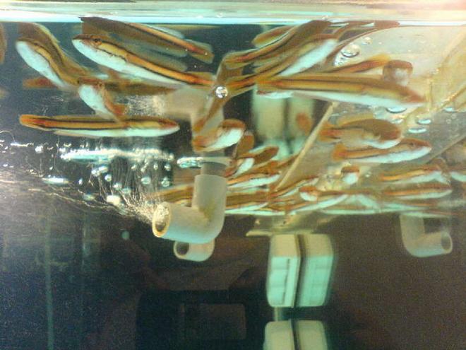 freshwater fish - channa micropeltes - giant snakehead stocking in 67 gallons tank - These are live swimming Channa micropeltes (Cuvier, 1831)
Giant Snakehead babies which are purchased at local LFS selling a couple of dollars per packet about 10pcs each. Good for gamefishing baits.