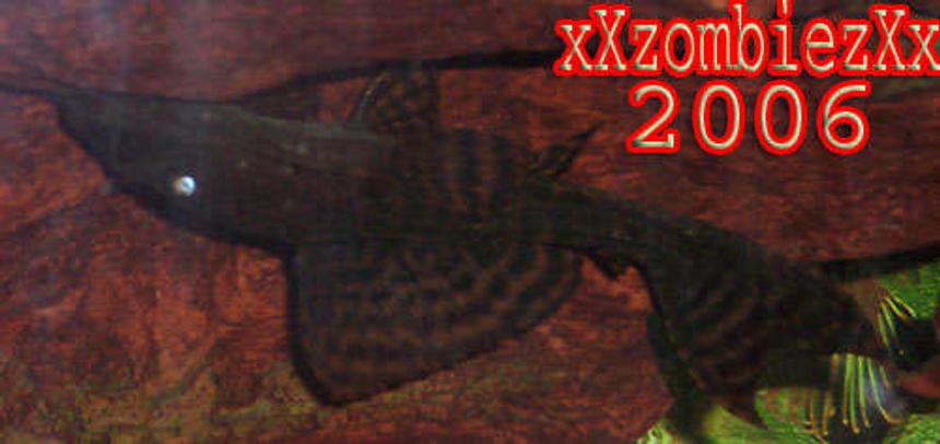 Rated #148: Freshwater Fish - Hypostomus Punctatus - Common Pleco Stocking In 55 Gallons Tank - pleco