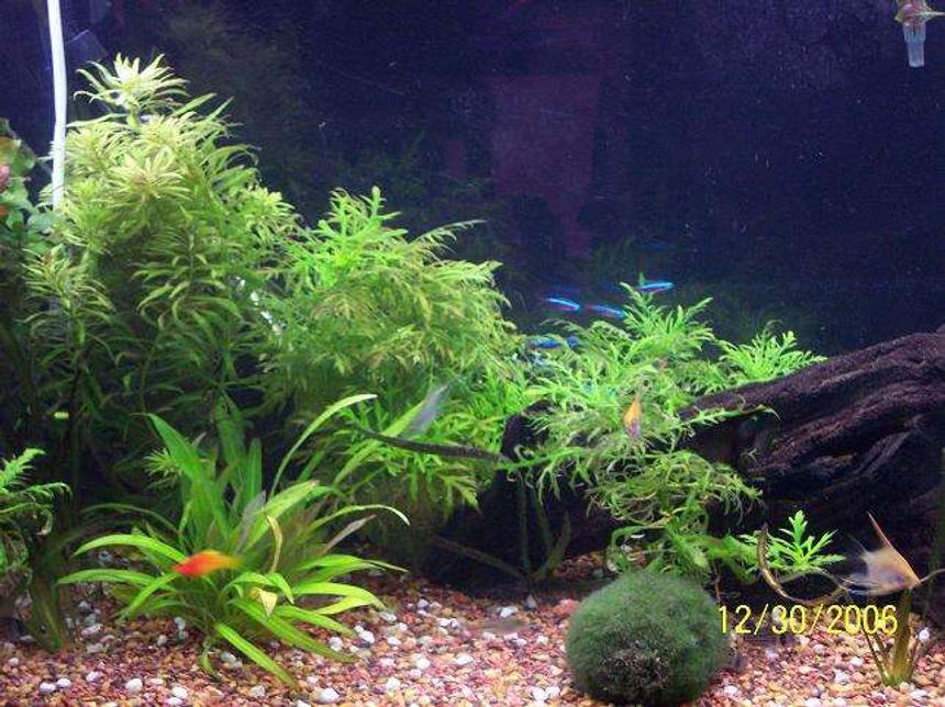 Rated #83: 40 Gallons Planted Tank - this is a much better picture of the new tank.