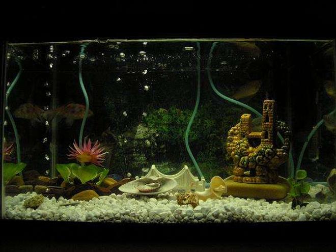 10 gallons freshwater fish tank (mostly fish and non-living decorations) - Freshwater tank. 3 hose valve system installed. Pure water.
