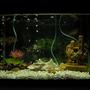 10 gallons freshwater fish tank (mostly fish and non-living decorations) - Freshwater tank. 3 hose valve system installed. Pure water.