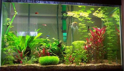 65 gallons planted tank (mostly live plants and fish) - 65 gal tank taken Dec 2005