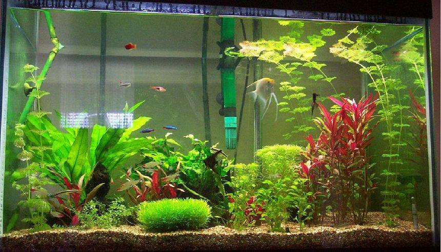 Rated #79: 65 Gallons Planted Tank - 65 gal tank taken Dec 2005