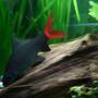 freshwater fish - epalzeorhynchos bicolor - redtail shark stocking in 33 gallons tank - red -tailed shark