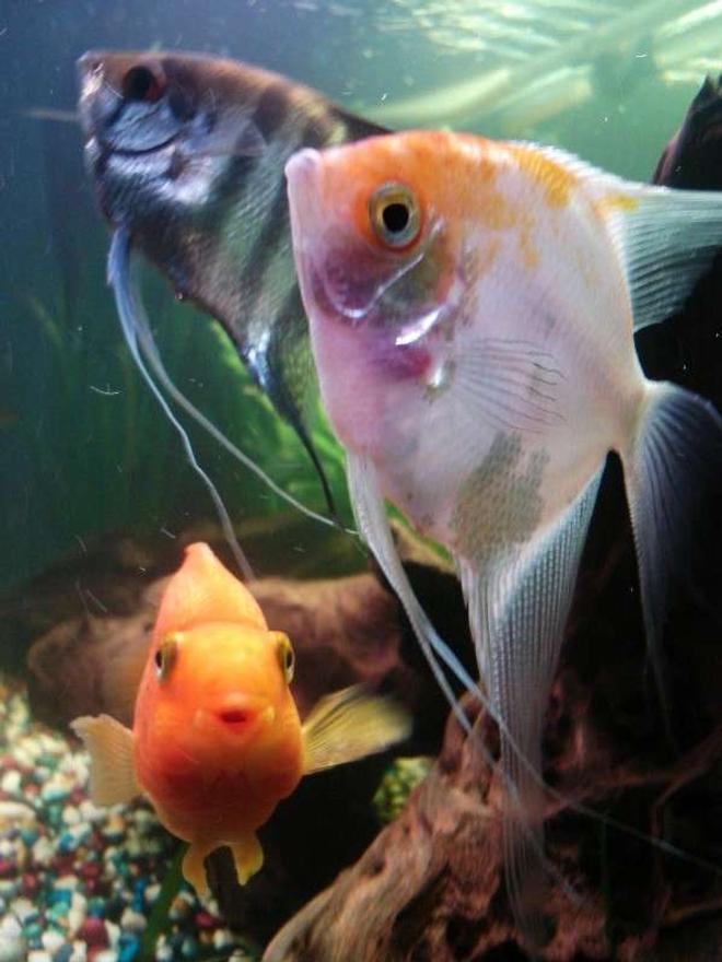 freshwater fish - pterophyllum sp. - albino angel stocking in 33 gallons tank - 2 angel fish
1 blood red porrot