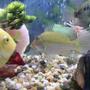 freshwater fish - geophagus jurupari - demon fish stocking in 175 gallons tank - geo jurapari gold sevrum jack dempsey
