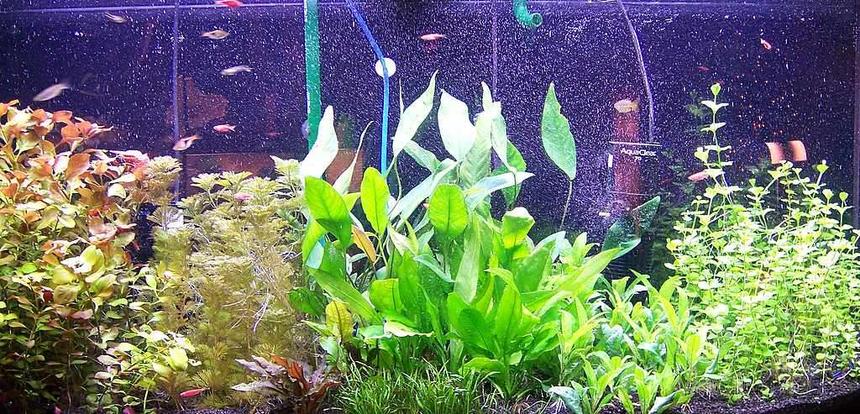 Rated #117: 72 Gallons Planted Tank - This is my 72 gallon bow front planted tank. Enjoy!