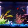55 gallons freshwater fish tank (mostly fish and non-living decorations) - my 55 gallon tank, its about 3 month old have some fish in there.