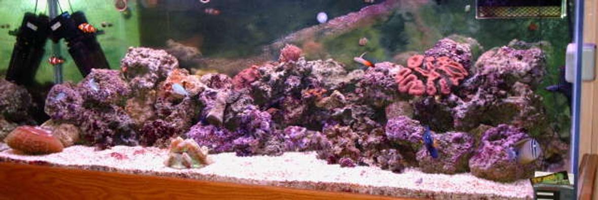 180 gallons reef tank (mostly live coral and fish) - new pic finally