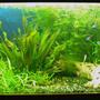 63 gallons planted tank (mostly live plants and fish) - My tank.
