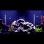 55 gallons freshwater fish tank (mostly fish and non-living decorations) - 55 gallon tank