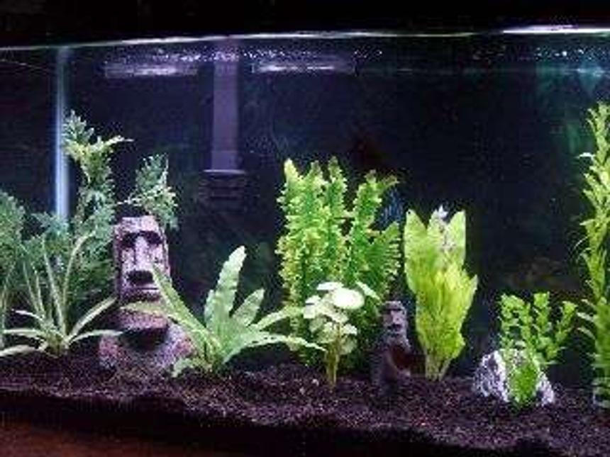 Rated #337: 75 Gallons Freshwater Fish Tank - 75 Gallons of Relaxation!