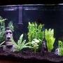 75 gallons freshwater fish tank (mostly fish and non-living decorations) - 75 Gallons of Relaxation!