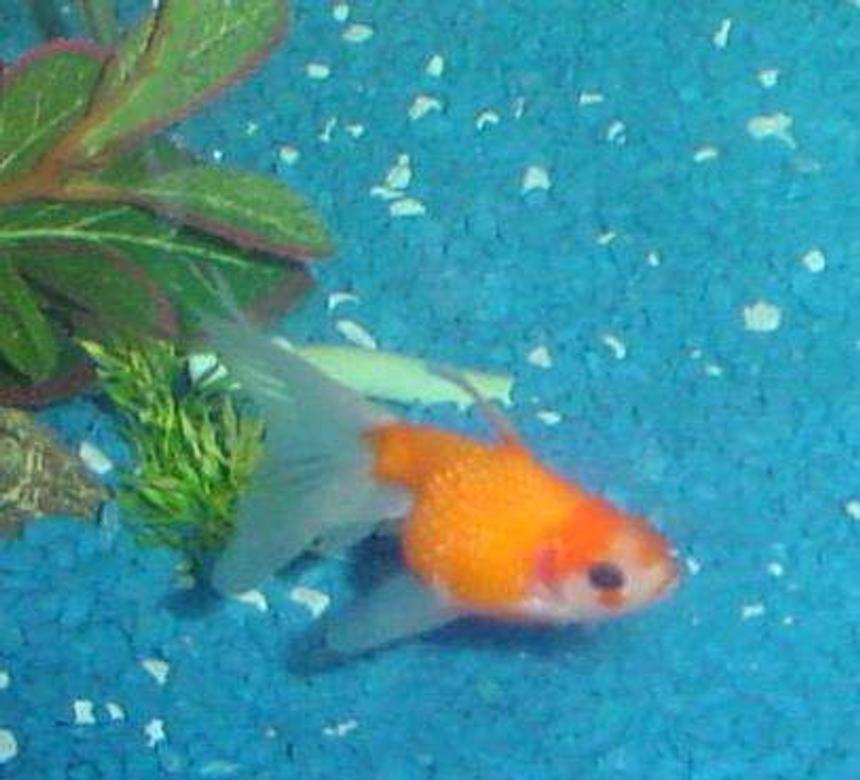 Rated #2458: Freshwater Fish - Carassius Auratus - Crown Pearlscale Goldfish Stocking In 90 Gallons Tank - Meet Bruce! He is a 3 inch crowned pearscale (although more pearly than crowny). He's my newest baby. ^_^
(RIP July '07)