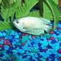 freshwater fish - colisa lalia - neon blue dwarf gourami stocking in 55 gallons tank - dwarf pale blue gourami