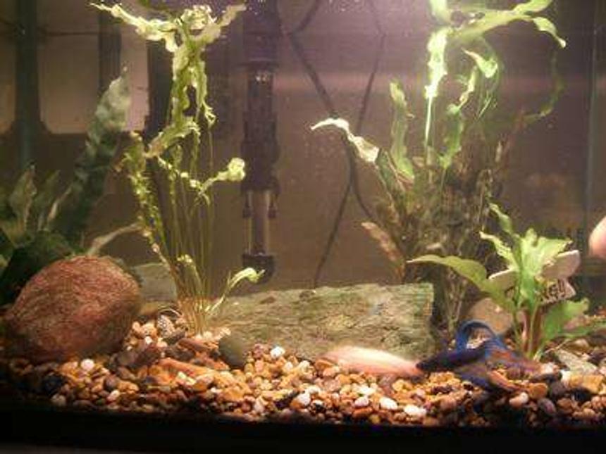Rated #3879: 10 Gallons Freshwater Fish Tank - Real bettas don't live in jars.