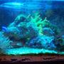 10 gallons saltwater fish tank (mostly fish, little/no live coral) - My 10 gallon nano tank