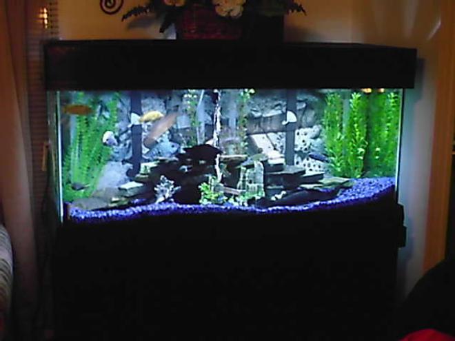 75 gallons freshwater fish tank (mostly fish and non-living decorations) - .